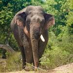 20,433 Elephant Lovers Say Goodbye to Godaddy