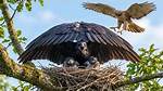 A Fascinating Look into the Life of Young Danny Devito: a Journey from Humble Beginnings to Stardom
