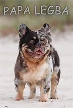 Alaska's Top-Rated List of Dogs for Unforgettable Adventures