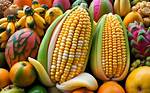 Amazing Tropical Fruit That Looks Like Corn
