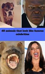 Animals That Look Like Celebrities – Nature’s Impersonators