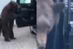 Bear and Georgia Footage Gone Viral ·