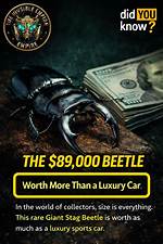 Beetle Net Worth – How Much Is Beetle Worth?