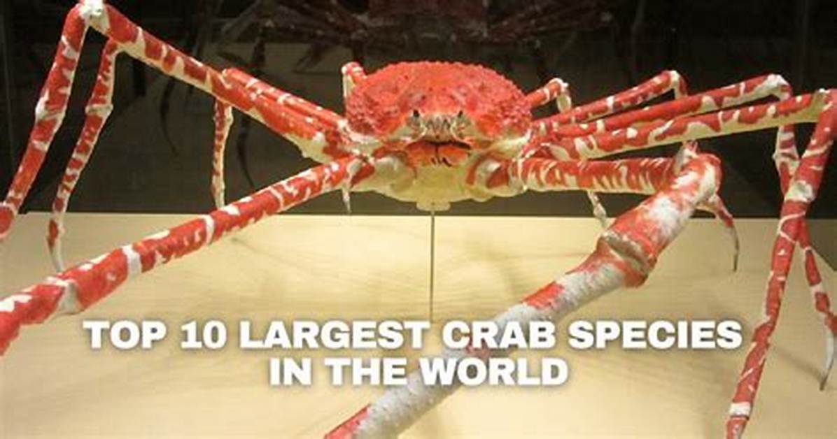 Biggest Crab in the World: Interesting Facts About Japanese Spider Crab