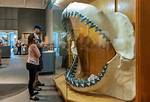 Did Nasa Discover a Preserved Megalodon in Ice?