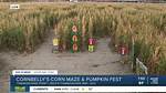 Discover the Enchanting Cornbelly's Corn Maze