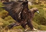 Discover the Enigmatic Characteristics of an Eagle