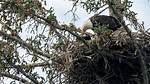 Discover the Majestic Eagles of New York City: Uncovering Urban Wildlife Wonders