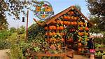 Discovering the Magic of Live Oak Pumpkin Patch: a Seasonal Delight