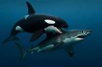 Do Orcas Prey on Great White Sharks?