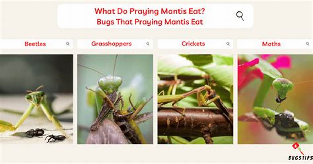 Do Praying Mantis Eat Japanese Beetles? |