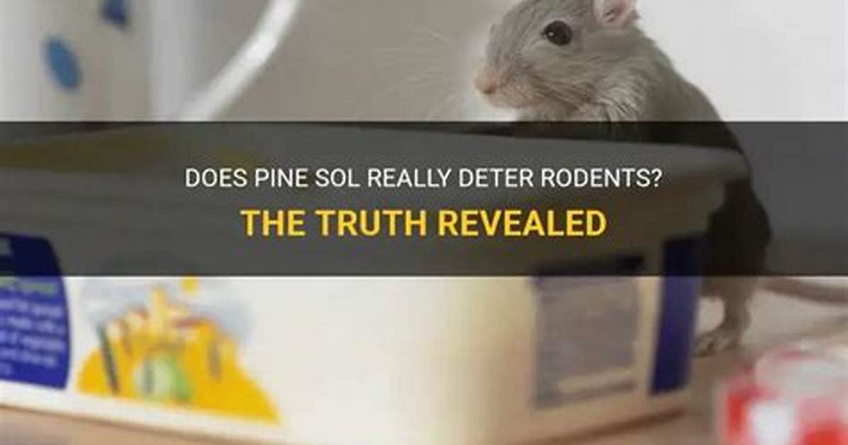 Does Pine-Sol Really Deter Mice?