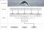 Dolphins Forum – List of Dolphins Discussions and Forums