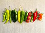 Exploring the Depths of Red Hot Chili Peppers Helena
