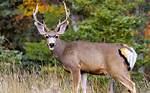 Exploring the Fascinating World of Mule Deer Whitetail Hybrids