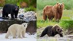 Exploring the Wild World of Bear and Chub Videos