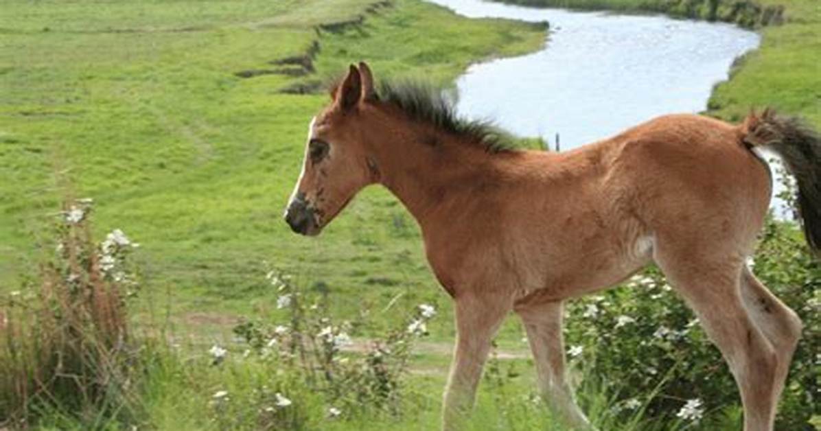 Filly Horse Meaning: Understanding the Role and Significance of Filly Horses in the Equestrian World