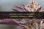 Grow Tips for Growing the Tropicana Cookies Cannabis Strain
