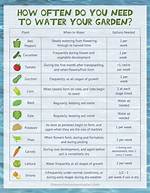How Often Do You Need to Water an Olive Tree?