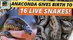 One Girl One Anaconda Video: the Wild Truth Behind the Viral Sensation