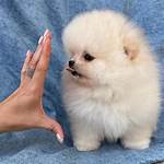Pomerania Precio En Dolares: Todo Lo Que Necesitas Saber