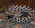 Pygmy Rattlesnake: the Fascinating World of a Small but Deadly Serpent