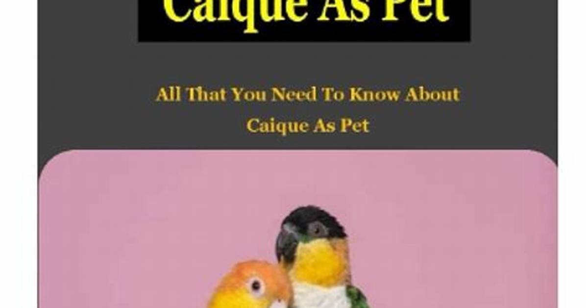 The Complete Guide to Aubreyifh Wyatt: All You Need to Know