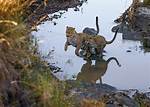 The Enigmatic World of Jack Leopards: Discovering the Legacy and Impact