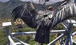 The Majestic Wonder: Discovering the Largest Flying Bird