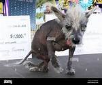 The Petaluma Ugliest Dog Contest: a Celebration of Unique Beauty