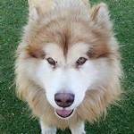 Tydus the Alaskan Malamute | Webblog
