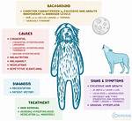 Understanding Hypertrichosis in Cats: Causes, Symptoms, and Care