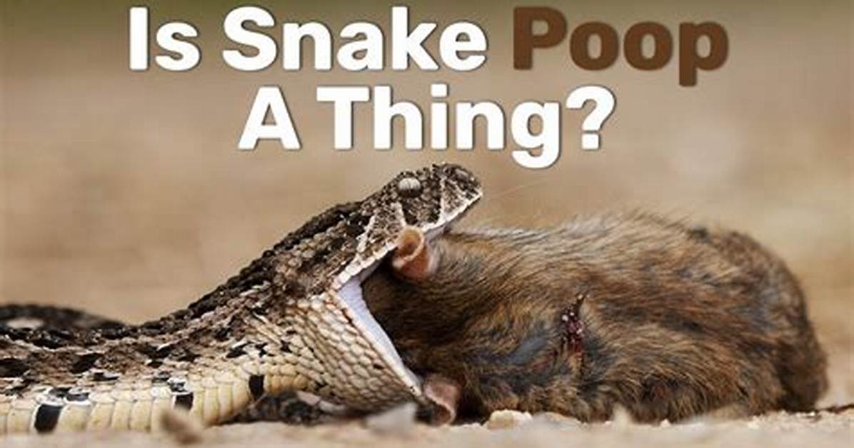 Understanding Snake Poop: the Fascinating World of Serpent Excrement
