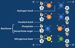 Understanding the Bonds: How Are Dna Strands Held Together?
