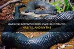 Understanding the Chicken Snake: an in-Depth Look at This Unique Species