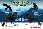 Understanding the Raven and Crow Difference