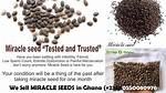 Unlocking the Benefits of Miracle Seed: a Comprehensive Guide