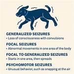 Unveiling the Enigma of Dog Seizures During Sleep: a Journey of Discovery