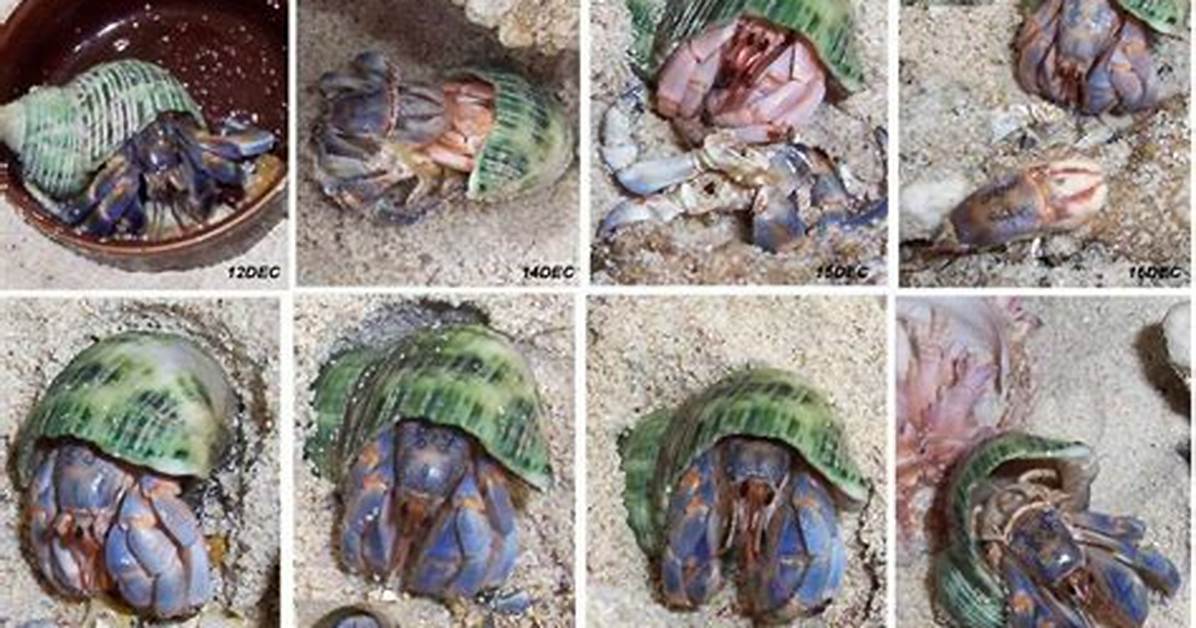 Unveiling the Secrets: Hermit Crab Molting Time-Lapse