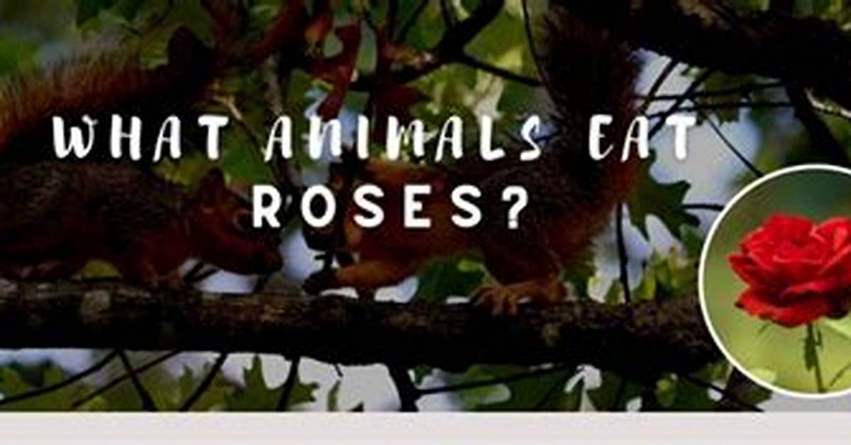 What Animals Like to Eat Roses? |