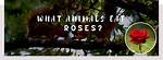 What Animals Like to Eat Roses? |