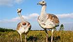 What Is the Heaviest Bird?