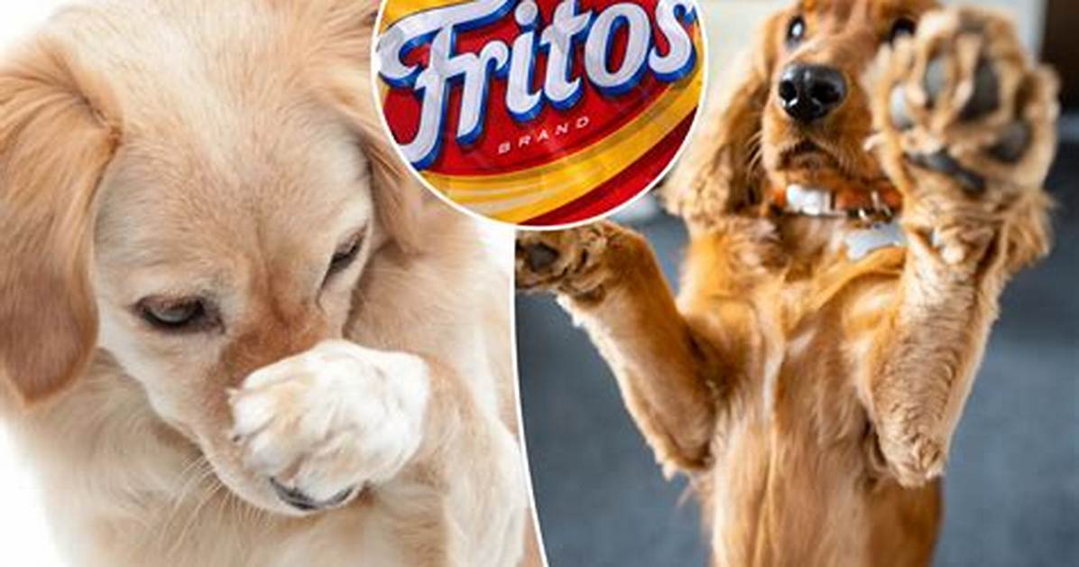 Why Dogs Smell Like Fritos, According to a Veterinary Scientist